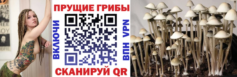 где купить   darknet состав  Псилоцибиновые грибы Cubensis  Сычёвка 